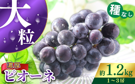 【甘さとみずみずしさが自慢】種なしピオーネ＜ぶどう約1.2kg＞【2026年8月下旬～9月中旬頃発送予定】【A-frks170A】
