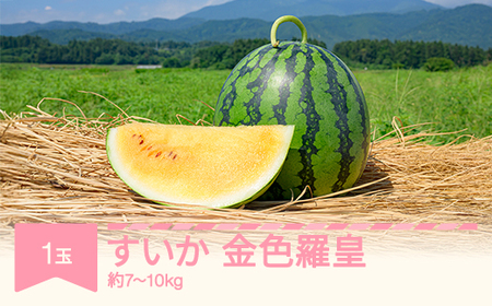 【先行予約】すいか 金色羅皇（7~10kg) 秀品  1玉 令和8年産 no-sukrx7