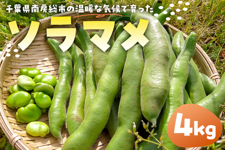 ソラマメ4kg mi0042-0006 千葉県 南房総市 特産 新鮮 野菜 お取り寄せ 栄養 ミネラル ビタミン 植物性タンパク質 塩茹で 焼き パスタ 柔らか 甘み 食味 送料無料