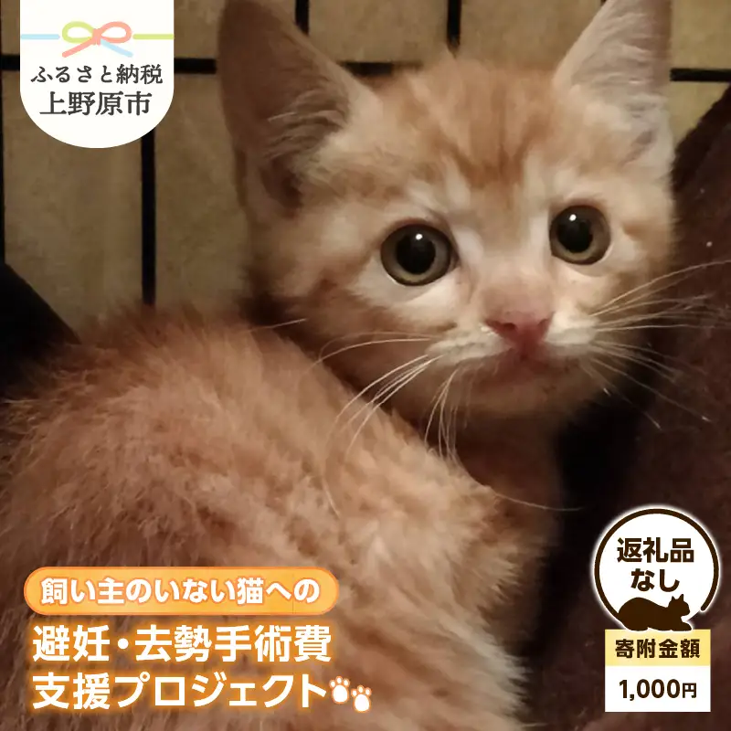 飼い主のいない猫への避妊・去勢手術費支援プロジェクト【返礼品なし】（寄附金額：1,000円）