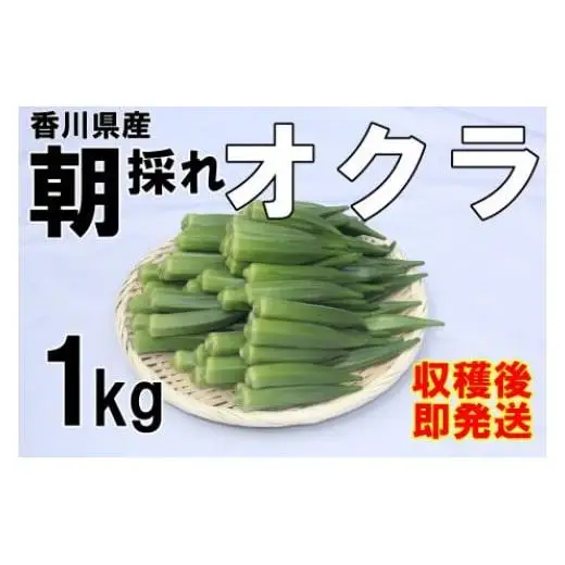 【2026年産】　善通寺市産オクラ １kg