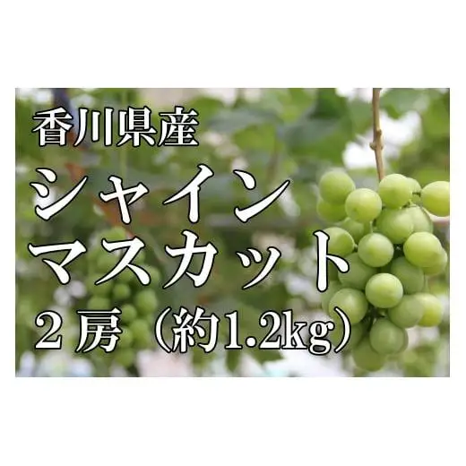 〈先行予約受付中〉2026年産　香川県産シャインマスカット２房【８月中旬以降発送予定！】