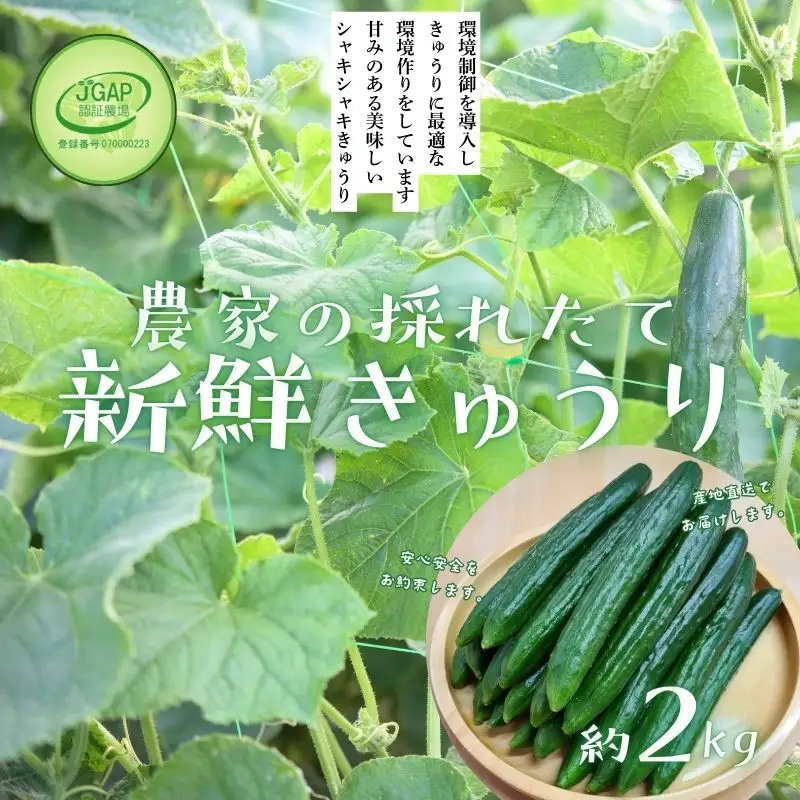 No.2973 JGAP農家の採れたて新鮮きゅうり　約2kg 秀級品
