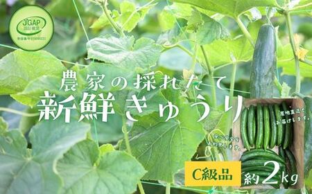 No.2975 JGAP農家の採れたて新鮮きゅうり　約2kg C級品