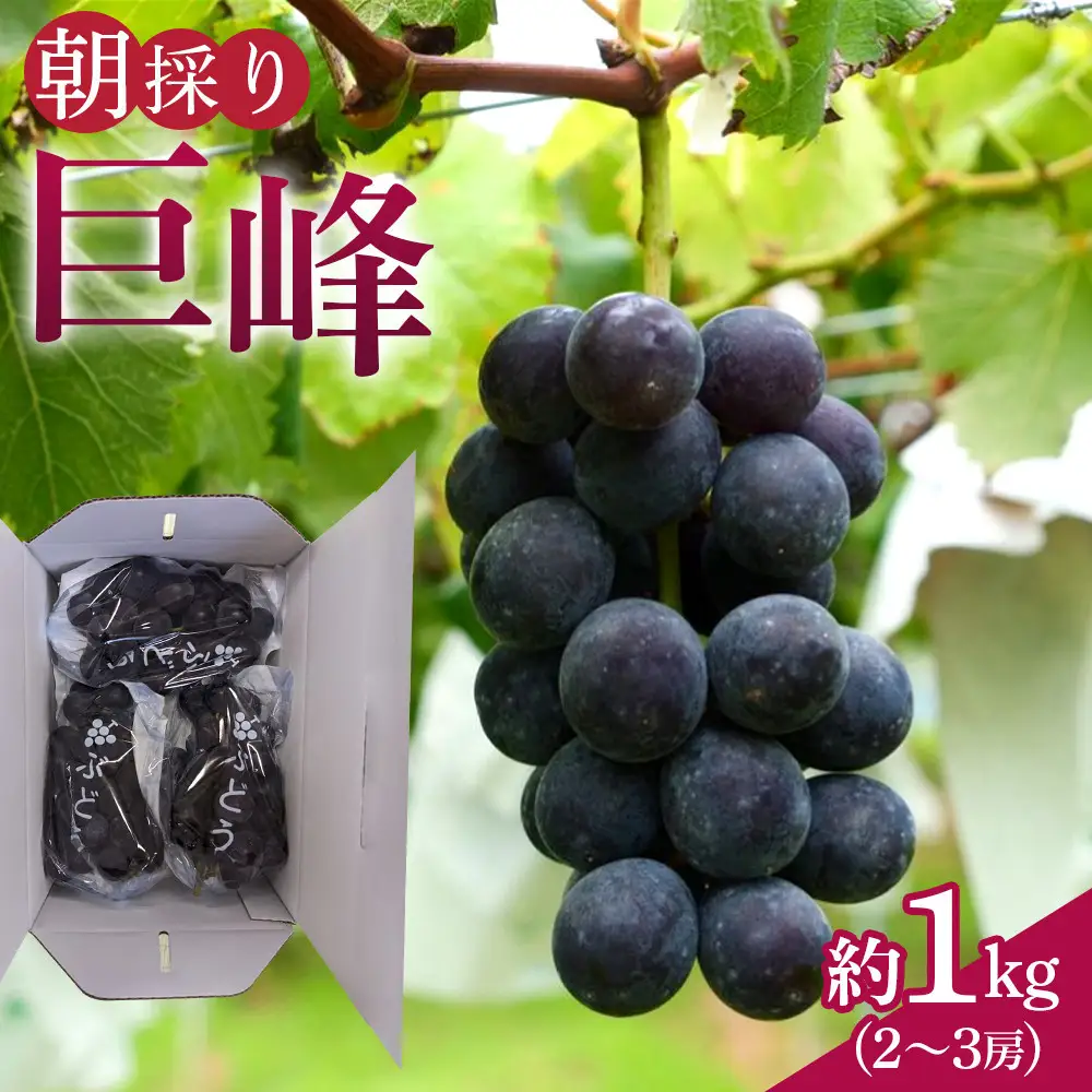【先行予約】朝採り 巨峰 約1kg (2～3房) 有田巨峰村 大南農園　| ぶどう 巨峰 ぶどう【2026年8月中旬頃より順次発送】