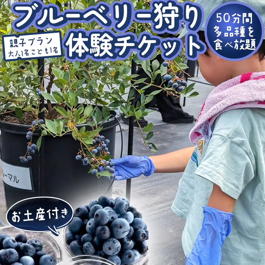 ブルーベリー狩り 体験チケット 《親子プラン お土産付き》 ブルーベリー ベリー 食べ比べ 食べ放題 収穫 収穫体験 体験 チケット 招待券 レジャー 観光 旅行 親子 ふれあい お土産 おみやげ 持ち帰り テイクアウト 多品種 果実 果物 くだもの フルーツ 自然体験 農業体験 茨城県 桜川市 [DZ008sa]