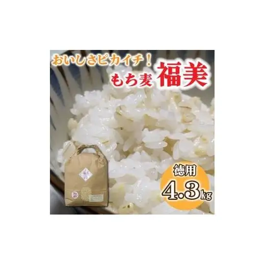 美味しさピカイチ!成分ピカイチ!もち麦は『福美』に決まり!!徳用4.3kg 