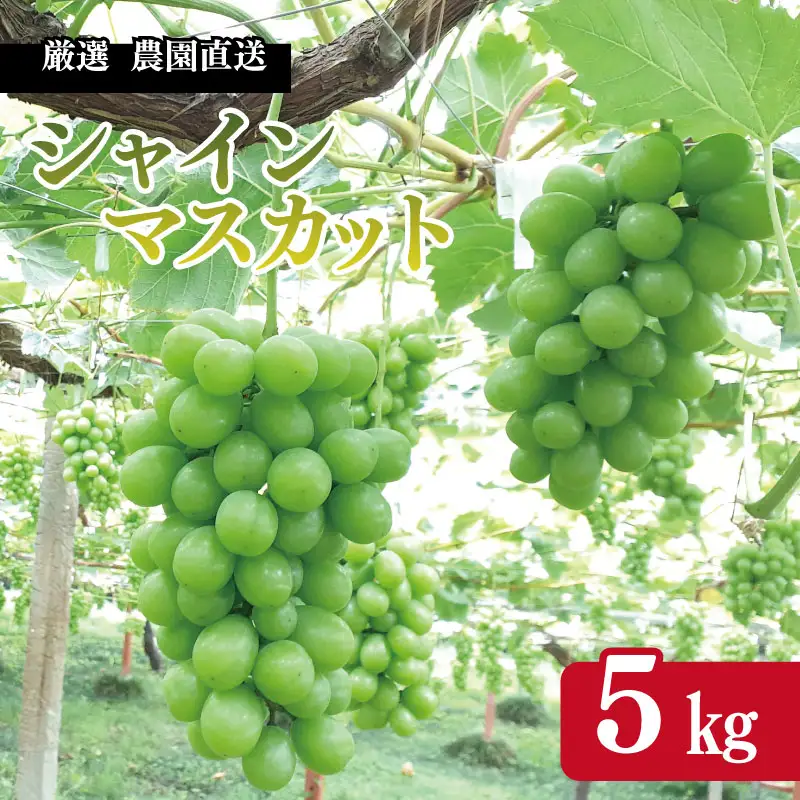 シャインマスカット 5kg シャインマスカット