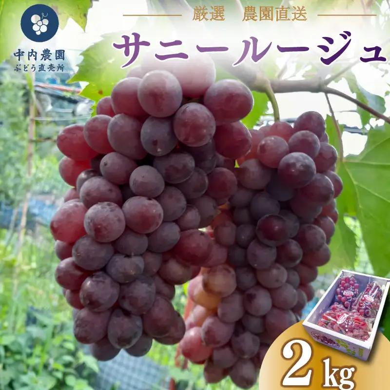 ぶどう サニールージュ 2kg ぶどう
