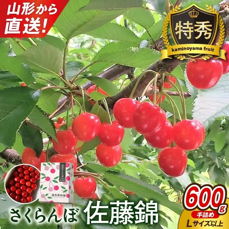 さくらんぼ（佐藤錦）６００ｇ　特秀品　手詰め　0079-2604