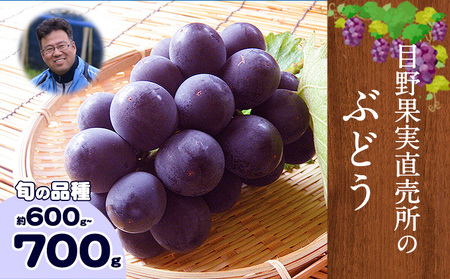 ぶどう 約 600g ～700g《8月上旬-9月上旬頃出荷》 旬の品種 ( 巨峰 or 藤稔 or ブラックビート or ピオーネ ) 目野果実直売所 フルーツ 果物 新鮮