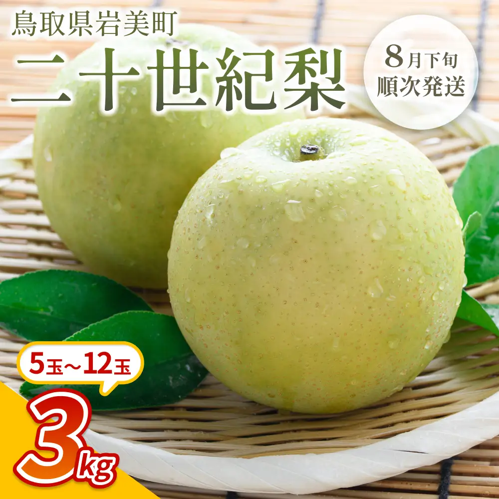 【先行予約】中野農園 梨 ”二十世紀梨” 3kg箱｜鳥取 岩美 梨 なし ナシ※お届けは2026年8月下旬以降【41025】