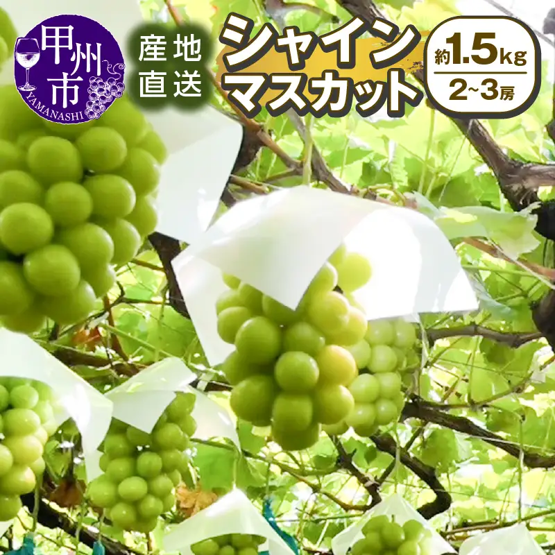 甲州市産 産地直送 シャインマスカット 約1.5kg（2～3房）【2026年発送】（SSI）B13-1830 シャインマスカット フルーツ