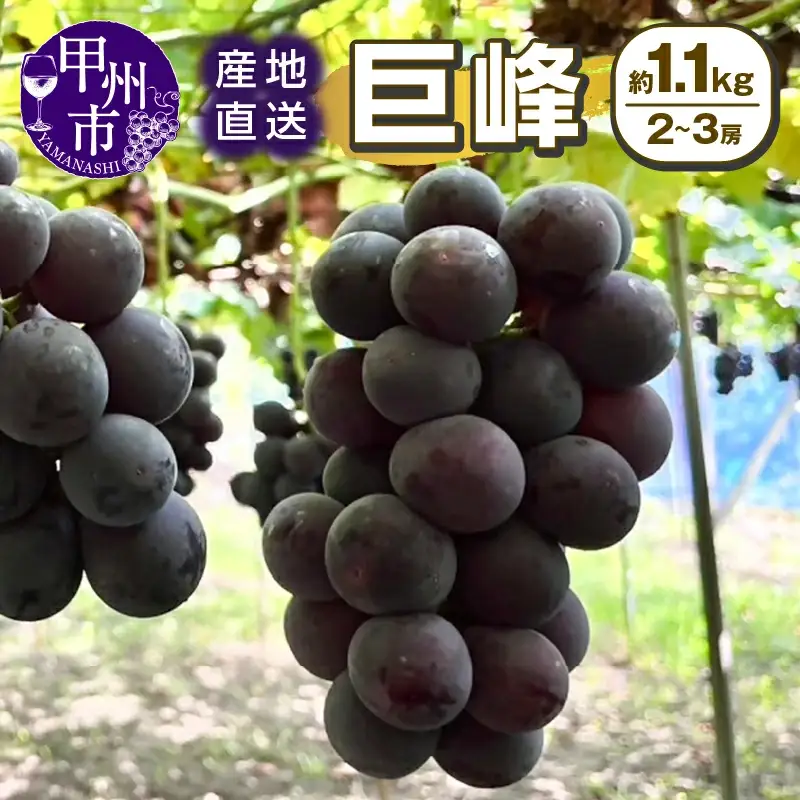 甲州市産 産地直送 巨峰 約1.1kg（2～3房）【2026年発送】（SSI）B-1831 巨峰 フルーツ