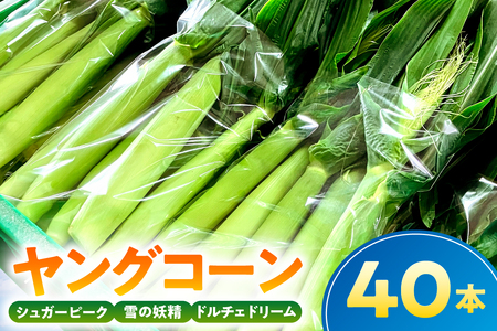 【先行受付 2026年6月上旬～7月下旬発送予定】【千葉県産】ヤングコーン40本 mi0113-0001