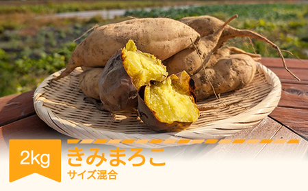 【先行予約】 さつまいも  きみまろこ 土付き  約2kg 村山市産 2026年産 令和8年産 山形県産  芋 ※沖縄・離島への配送不可  no-spkmx2