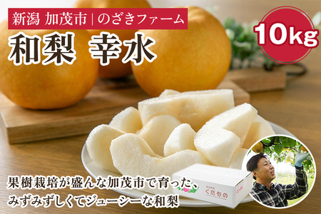 【2025年先行予約】新潟県加茂市産 和梨 幸水10kg（18～32玉）〈8月上旬～順次出荷〉こうすい