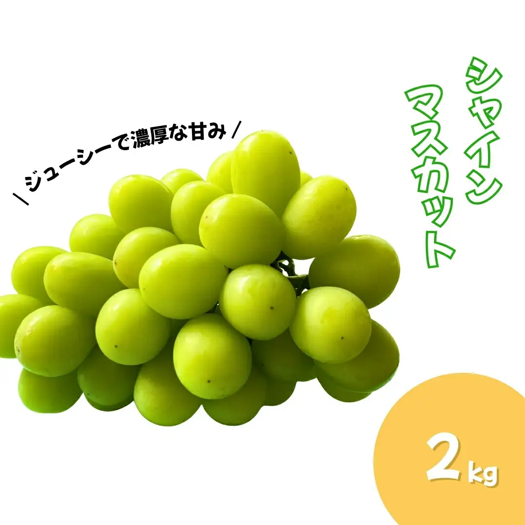 【2026年先行予約】シャインマスカット 朝採り! 約2kg ｜ シャインマスカット