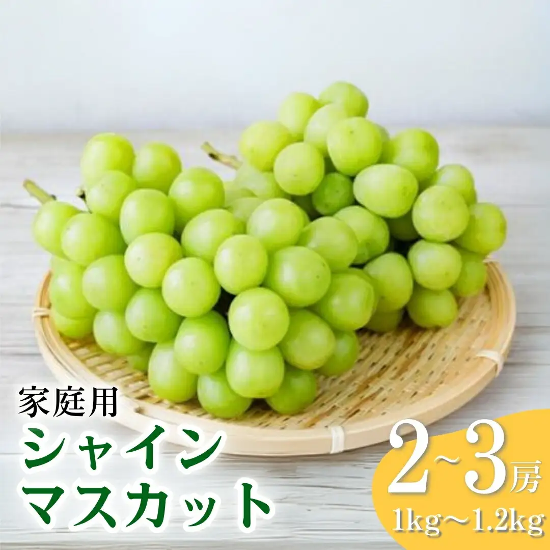 【2026年先行予約】訳あり  シャインマスカット 約1~1.2kg（2~3房） ｜ シャインマスカット