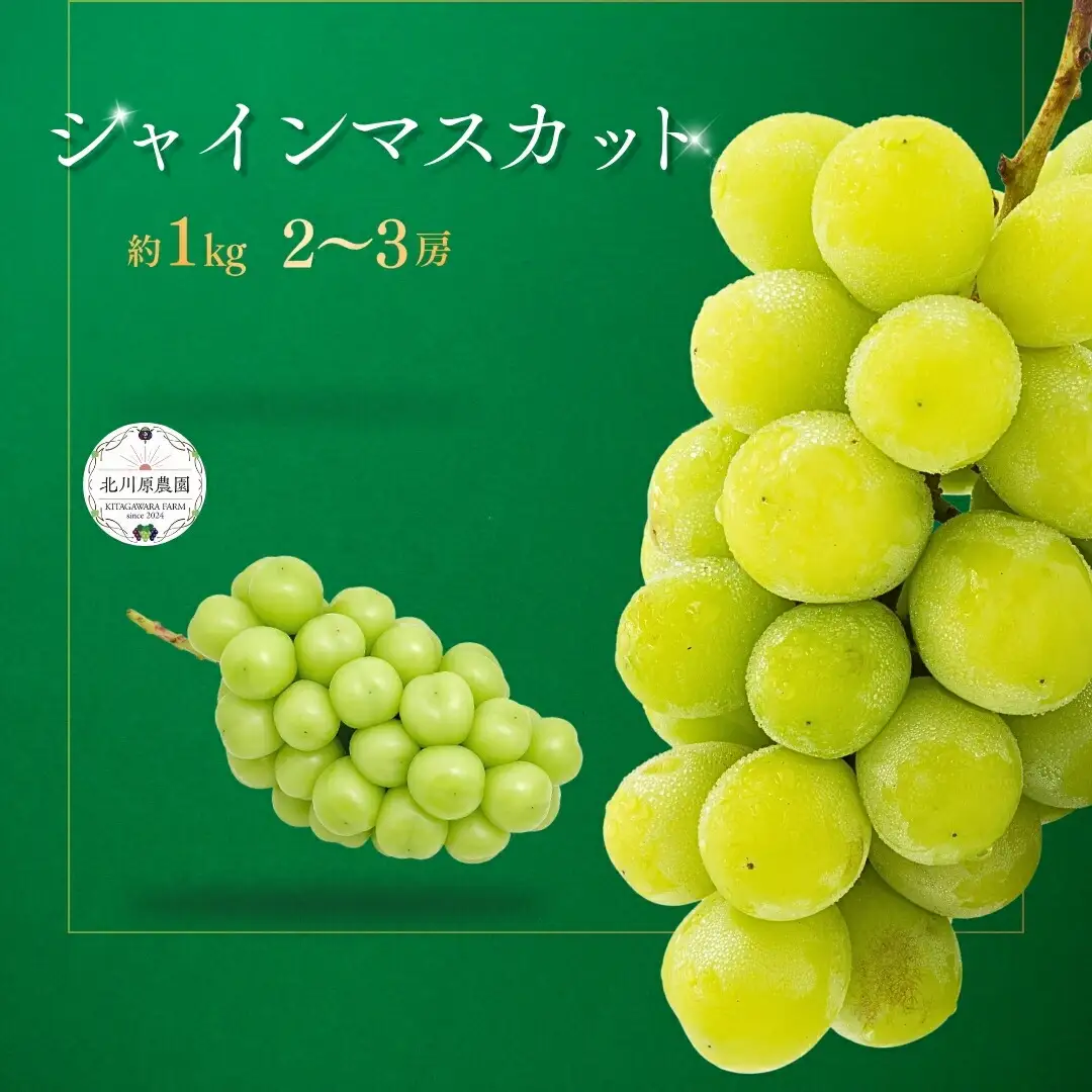 【2026年先行予約】シャインマスカット 約1kg(2房 ~ 3房) ｜ シャインマスカット