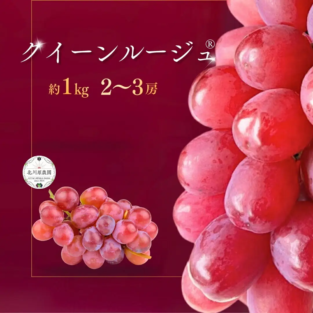 【2026年先行予約】種なしぶどう クイーンルージュ®(長野県オリジナル品種) 約1kg (2 ~ 3房) ｜ ぶどう