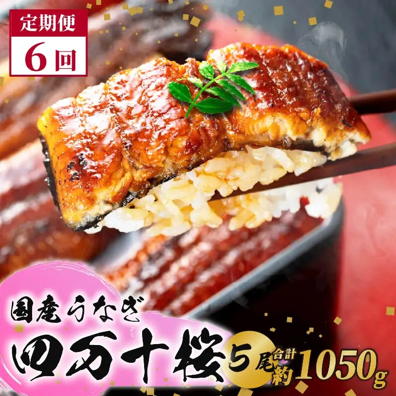 【通常用】【6回定期便】特大 極上国産うなぎ四万十桜　蒲焼き約210g×5尾 定期便