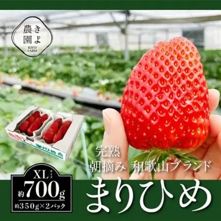 先行受付　大粒まりひめイチゴ　朝摘　6個～11個入×2パック【配送不可地域：離島】【1616658】