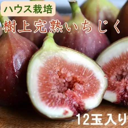 【ハウス栽培】和歌山県産樹上完熟いちじく12玉入り(日高町)【配送不可地域：離島・北海道・沖縄県】【1618676】