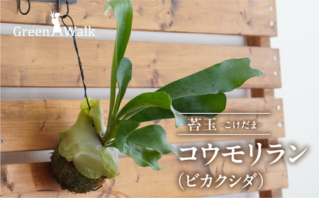 コウモリラン（ビカクシダ） 苔玉 インテリア 緑 グリーン 植物 簡単 初心者 かわいい 自然 おしゃれ 送料無料 Green Walk グリーンウォーク 愛知県 豊橋市