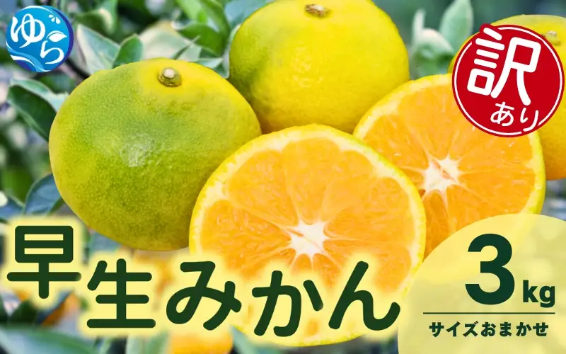 訳あり 由良 早生 みかん (サイズおまかせ) 3kg ※2026年11月上旬～12月上旬に順次発送予定※北海道・沖縄・離島配送不可 / 温州みかん 甘い 家庭用 柑橘 果物 和歌山【eiw003-c-3】