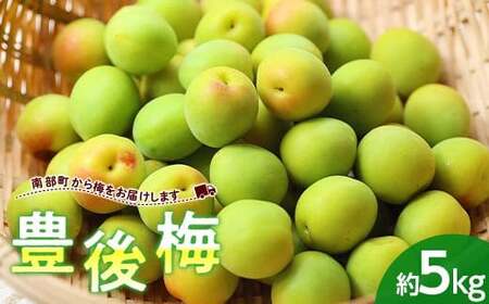 【数量限定】大玉・肉厚！ 青森県 南部町産 豊後梅 約5kg (バラ) 《西塚農園》 F21U-318