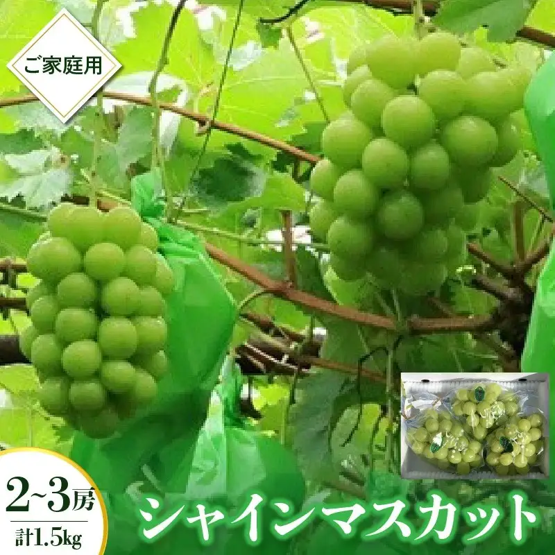 シャインマスカット　２～３房　合計１.５ｋｇ　ご家庭用　0049-2606