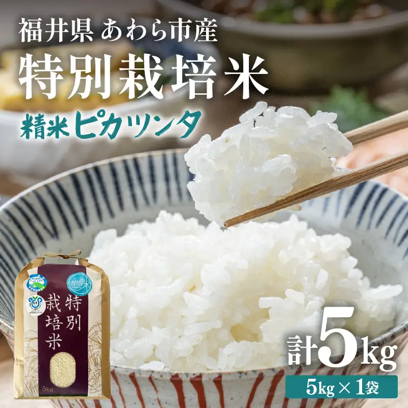 【令和7年産】化学肥料不使用 特別栽培米 ピカツンタ 精米 5kg / 白米 米 福井県あわら市産 美味しい 特別栽培米 減農薬 安心な米 旨味 甘み もっちり 冷蔵保管米 [aw010-a033]