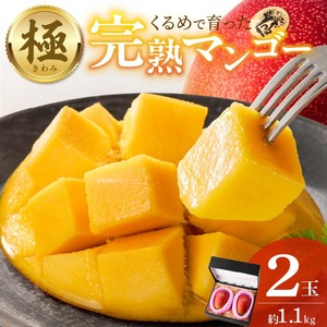 【2026年6月以降お届け】極　完熟マンゴー（2玉：約1.1kg）_完熟マンゴー 2玉 約 1.1kg 久留米産 平均糖度 17度～18度 完熟 マンゴー 国産 フルーツ トロピカルフルーツ 果物 デザート 冷蔵 クール便 お取り寄せ お取り寄せフルーツ 福岡県 久留米市 送料無料 〔Fm018〕