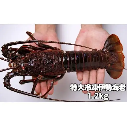 C02-E43 活〆冷凍伊勢海老 1.2kg