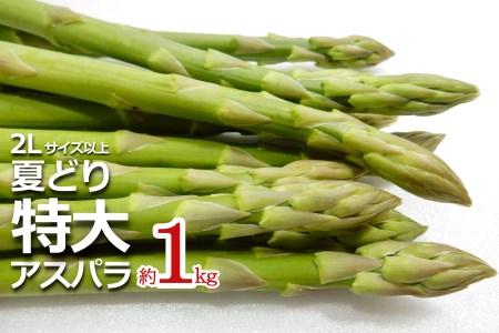 【2026年発送】夏どり特大アスパラ(2Lサイズ以上・約1kg）_H051(R8)