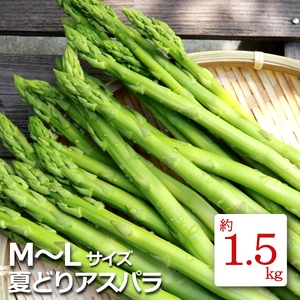 【2026年発送】夏どりアスパラ（M～Lサイズ・約1.5kg）_H052(R8)