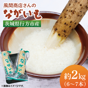 【2025年12月より順次発送】風間商店さんのながいも 約2kg(6～7本)｜ながいも いも 芋 長芋 野菜 やさい 人気 美容 健康 腸活 味噌汁 天ぷら 茨城県 行方市 行方市産(HO-1)