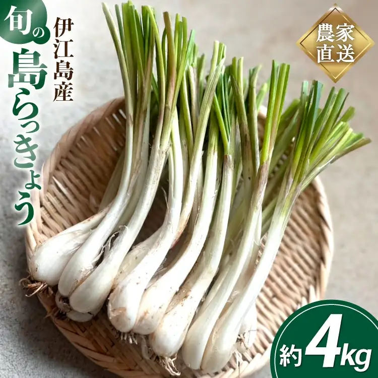 【期間限定発送】島らっきょう 約 4kg [畑シンカ 沖縄県 伊江村 ie47bde250001]