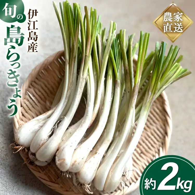 【期間限定発送】島らっきょう 約 2kg [畑シンカ 沖縄県 伊江村 ie47bde250002]