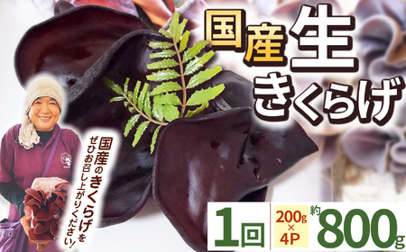 【先行予約】【期間限定】生きくらげ 200g×4P ともちゃん農園 | きくらげ 生きくらげ 食物繊維 鉄分 カルシウム ビタミンD カリウム アミノ酸 低カロリー ダイエット中でも安心 高血圧予防 ふるさと 納税 栃木県 那珂川町 送料無料