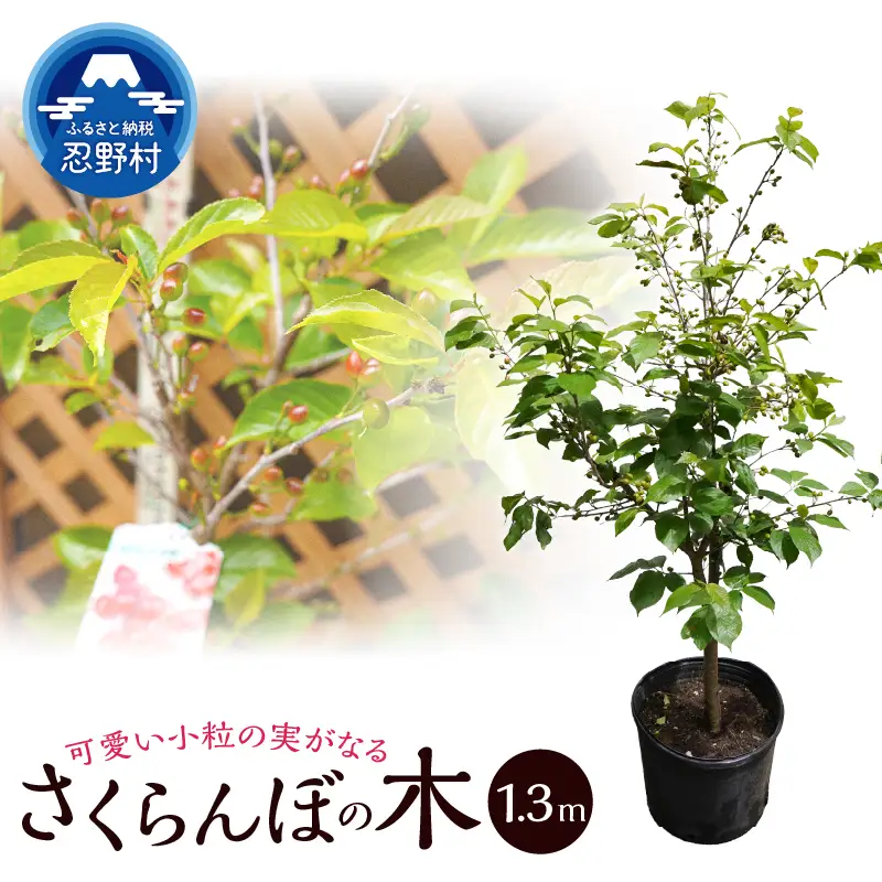 植木　さくらんぼの木（桜桃）《品種：暖地》1.3ｍ