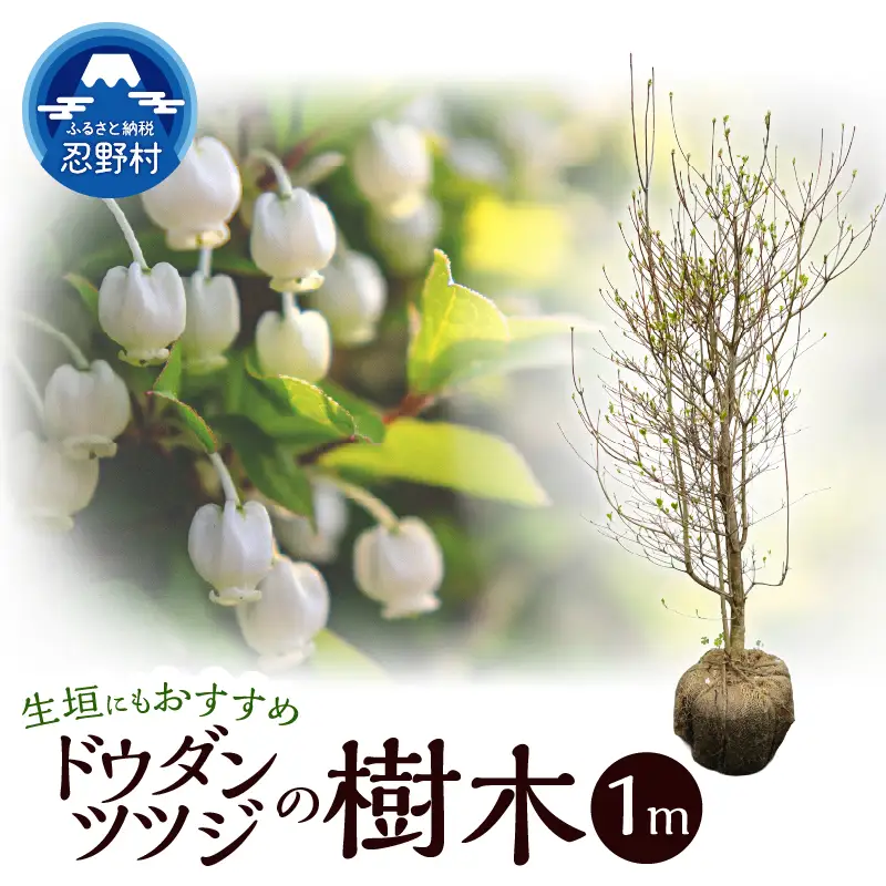 植木　ドウダンツツジ　1ｍ