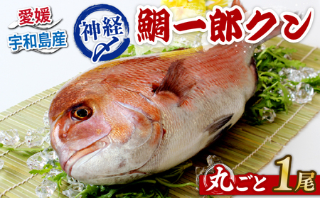 真鯛 1尾 鯛一郎クン 神経締め 株式会社タイチ D020-195001