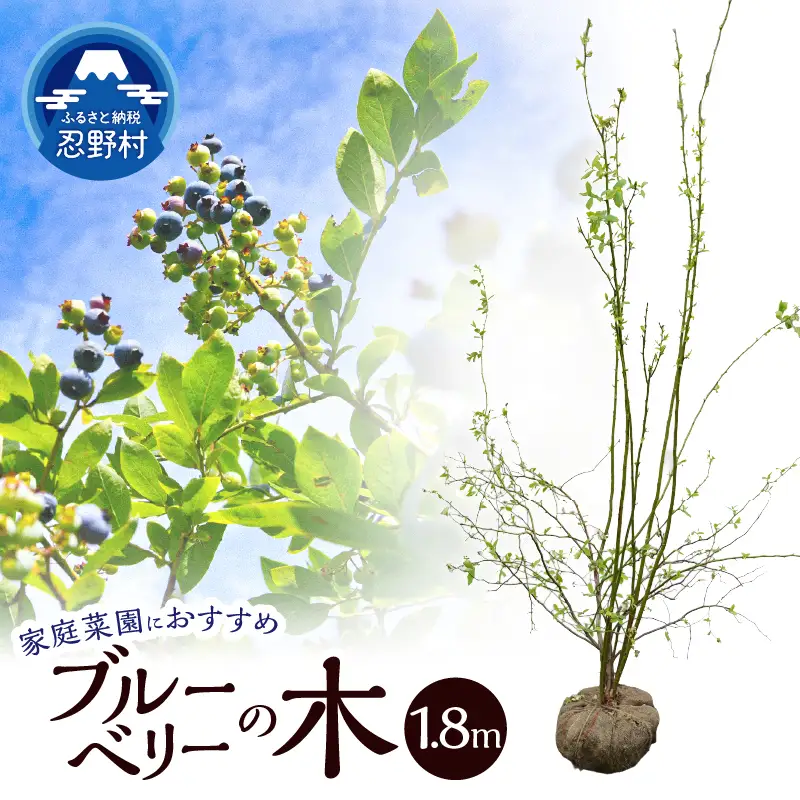 植木　ブルーベリーの木　株立ち　1.8ｍ