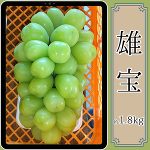 雄宝 約1.8kg＜9月中旬より発送開始＞