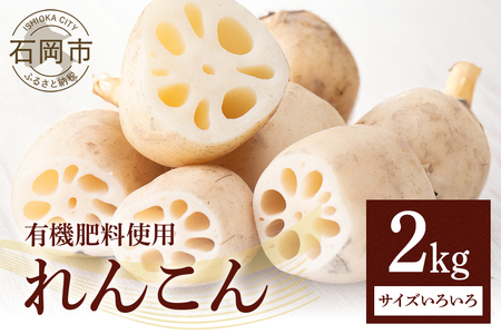 れんこん 2kg (サイズいろいろ) 蓮根 レンコン 国産 野菜 旬 根菜 料理 産地直送 産直 送料無料 いばらきみどり認定取得 (A23-001)
