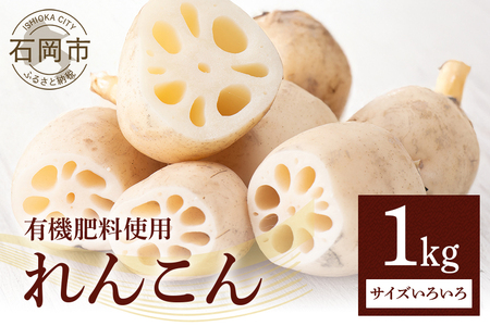 れんこん 1kg (サイズいろいろ) 蓮根 レンコン 国産 野菜 旬 根菜 料理 産地直送 産直 送料無料 いばらきみどり認定取得 (A23-002)