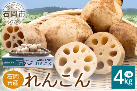 れんこん 1箱 ( 約 4kg ) 新ひたち野大地のめぐみ 旬の野菜 季節限定 (B01-012)
