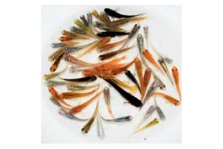 高級メダカ ミックス 30匹+α 選りすぐり高級メダカ 死着保証あり 初心者OK 水槽飼育 観賞魚 飼育セット 生体発送 メダカ 魚 飼育 茨城県 石岡市 (F04-001)